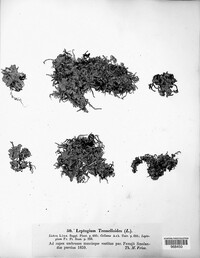 Leptogium tremelloides image